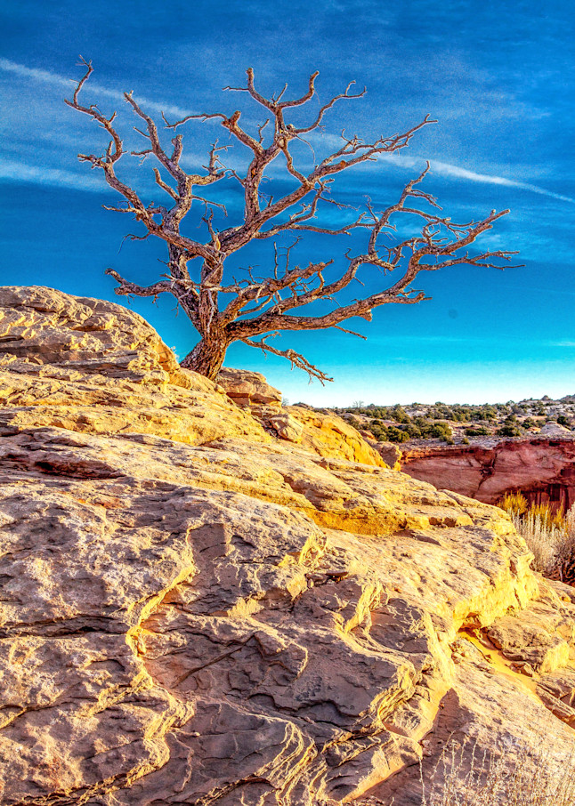 Lone Tree In Canyonlands Photography Art | BILL PARIS PHOTOGRAPHY