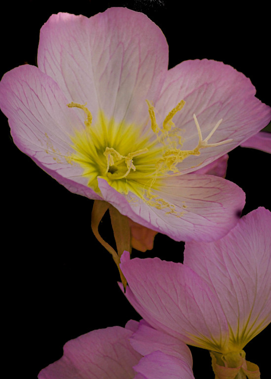 Pink Flower Photography Art | John's Photos