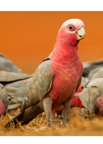 A flock of galah forage for grass seeds at the Piccaninny Plains Sanctuary.