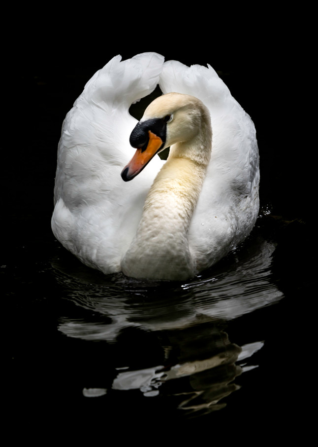 Elegant swan pose