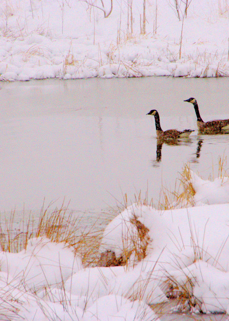 Snowy Wetlands Afternoon  Photography Art | Lauramarlandphoto.com