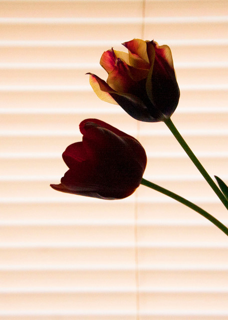 Reclusive Tulips Photography Art | Lauramarlandphoto.com