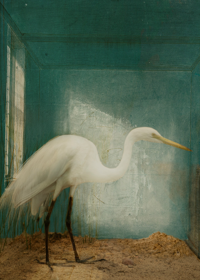 Heron At Home Photography Art | ann george photography