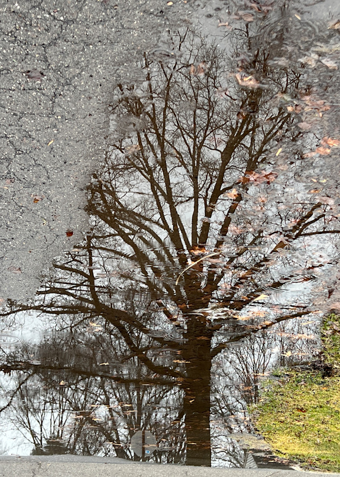 Puddle Puzzle   Walking My Hood 1 Photography Art | arevolt64