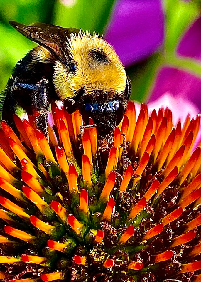 Let’s Bee Kind 5   Cone Flower Photography Art | arevolt64