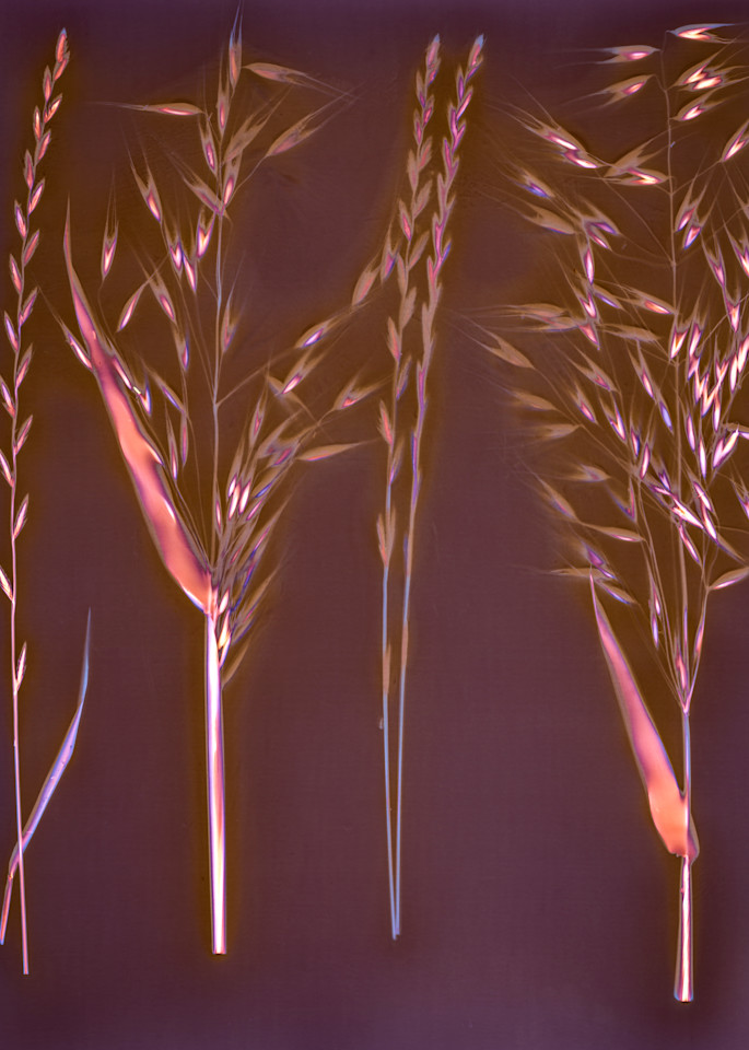 Lumen: Pasture Grass With Seeds Photography Art | davidarnoldphotographyart.com