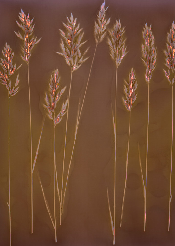 Lumen: Pasture Grass Seeds Photography Art | davidarnoldphotographyart.com