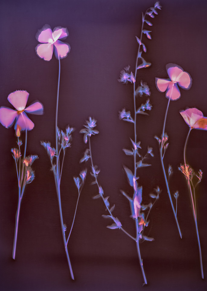 Lumen: Four California Poppies With Lacy Phacelia. Photography Art | davidarnoldphotographyart.com