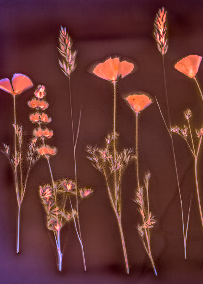 California Poppies, Golden Lupins, Pasture Grass Photography Art | davidarnoldphotographyart.com