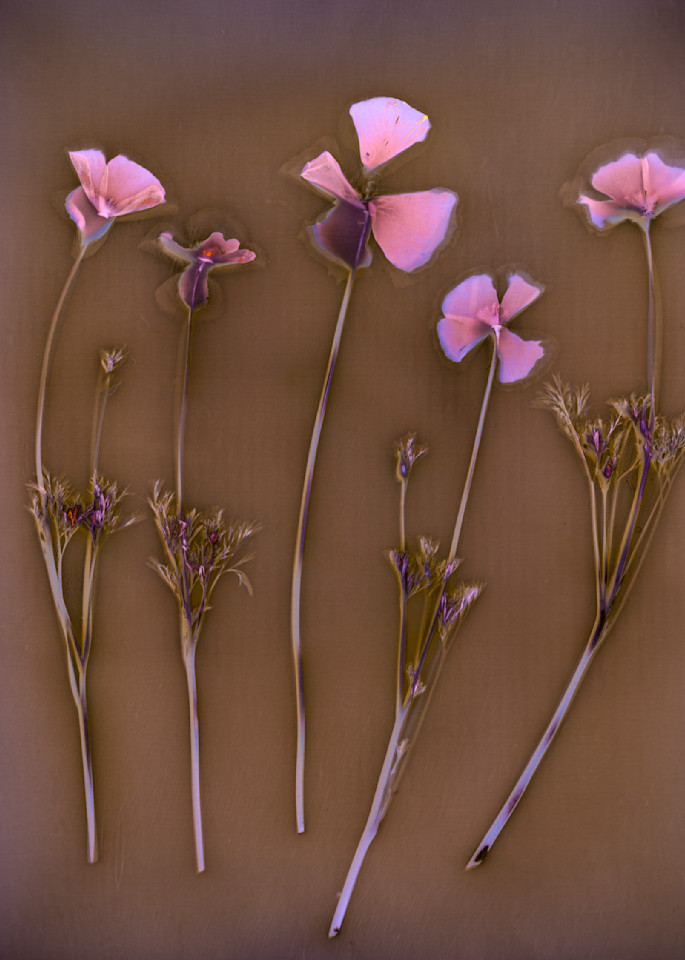 Five California Poppies In A Gold Field Photography Art | davidarnoldphotographyart.com