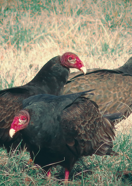 Wannabe Naturalist Vultures | Eugene L Brill