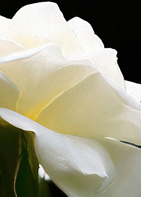 White Rose And Bud Photography Art | Photoeye Inc