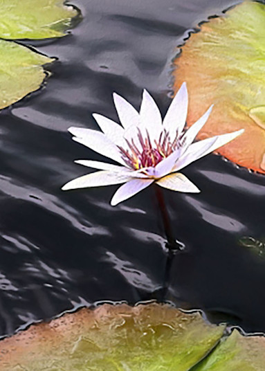 White Water Lily In Pond Photography Art | Photoeye Inc