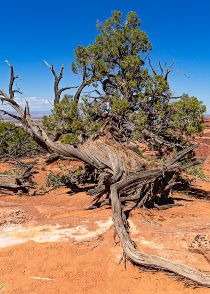 Old Desert Pine Art | Ron Ware Photography