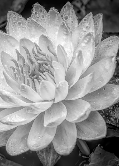 White Water Flower Dramatic Black And White Photography Art | Photoeye Inc