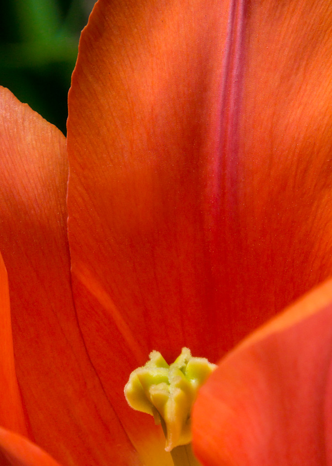 Orange Tulip Photography Art | Ben Asen Photography