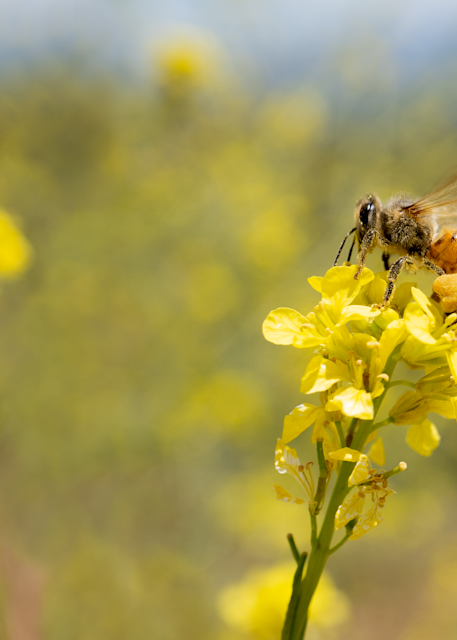 Honey (Mustard) Bee Photography Art | Kelly Nine Photography