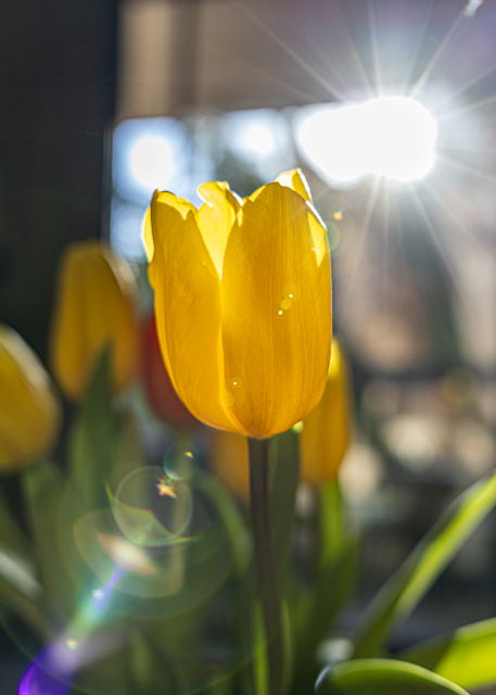 Sunkissed Tulip 1 Photography Art | Carter Fine Arts