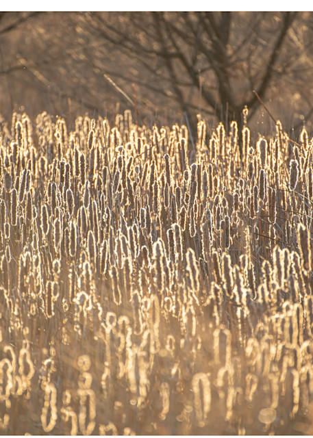 Cattails At Sunset Photography Art | Justin Parker Nature Photography