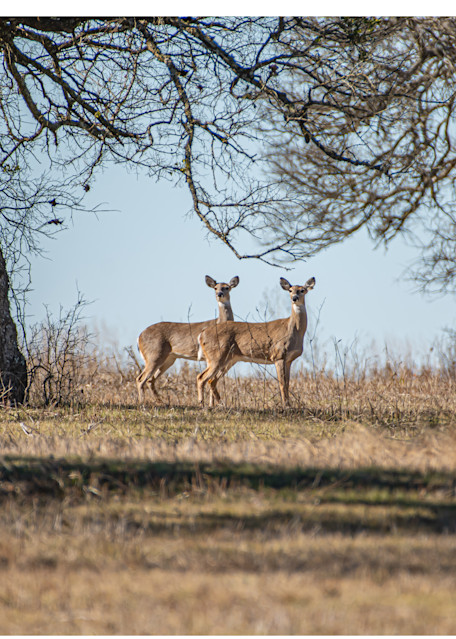 Does On The Texas Savannah Photography Art | Justin Parker Nature Photography