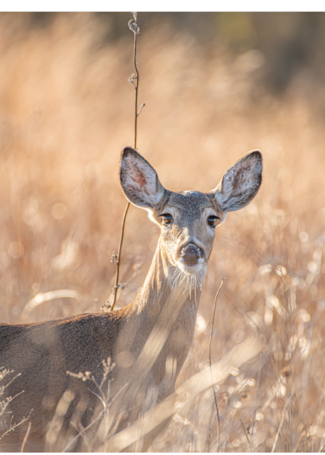 Doe On The Winter Prairie  Photography Art | Justin Parker Nature Photography