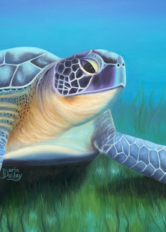 Resting On The Bottom   Sea Turtle Art | darladonleyart