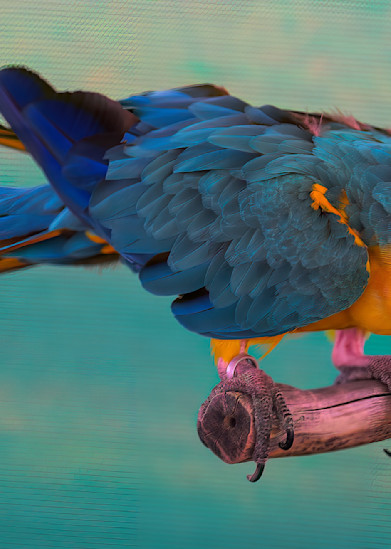 Parrot On Stand  2 Photography Art | Photoeye Inc