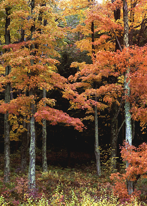 Maple Trees, Autumn, Bovina , New York Photography Art | John Wolf Photo