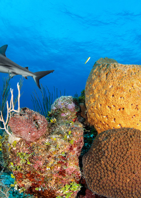 Shark Over a Reef is available as a fine art print for sale