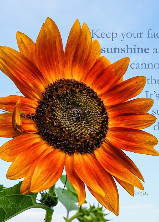 United States - Dramatic Red Sunflower, with quote