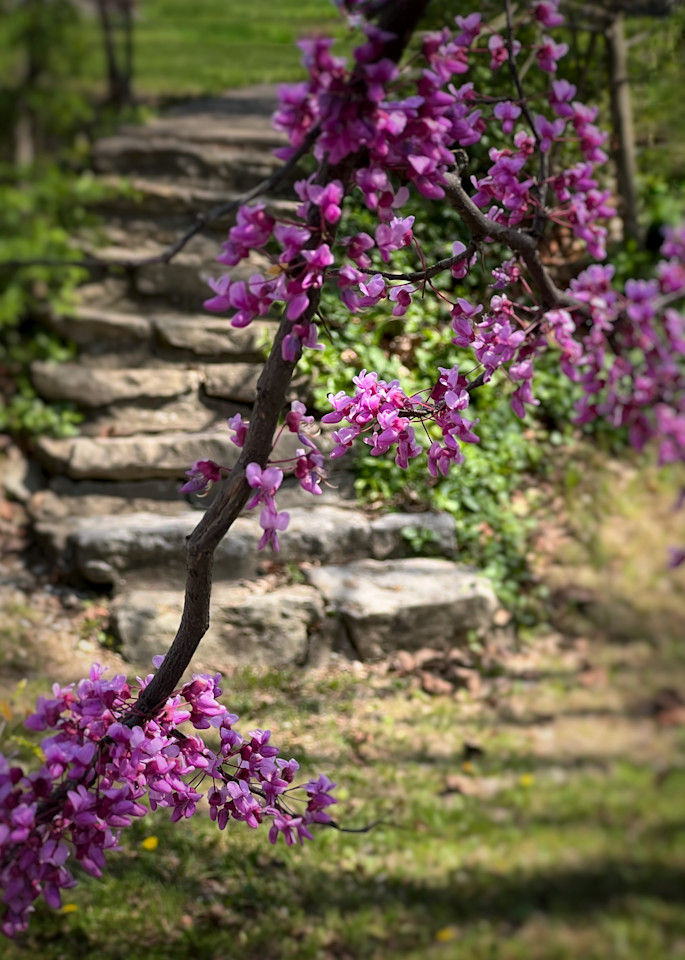 red-bud-stairway, red-bud, stone-stairs, 