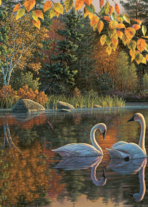 Autumn Swans Print
