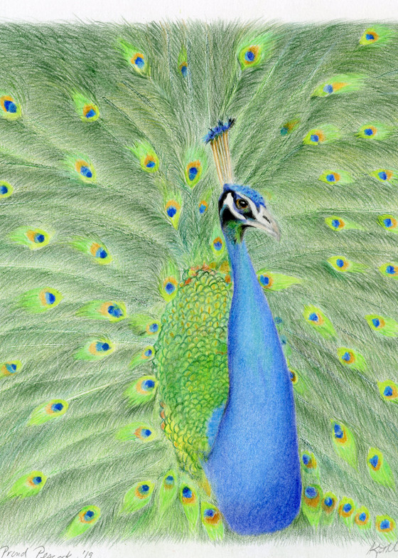 Proud Peacock  Art | Kathleen Slaven Art