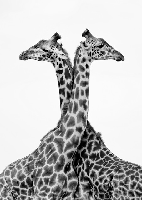 Wonderful fine art close up of giraffes