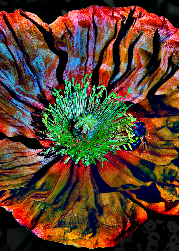 Orange Poppy3 Photography Art | Outwater Productions