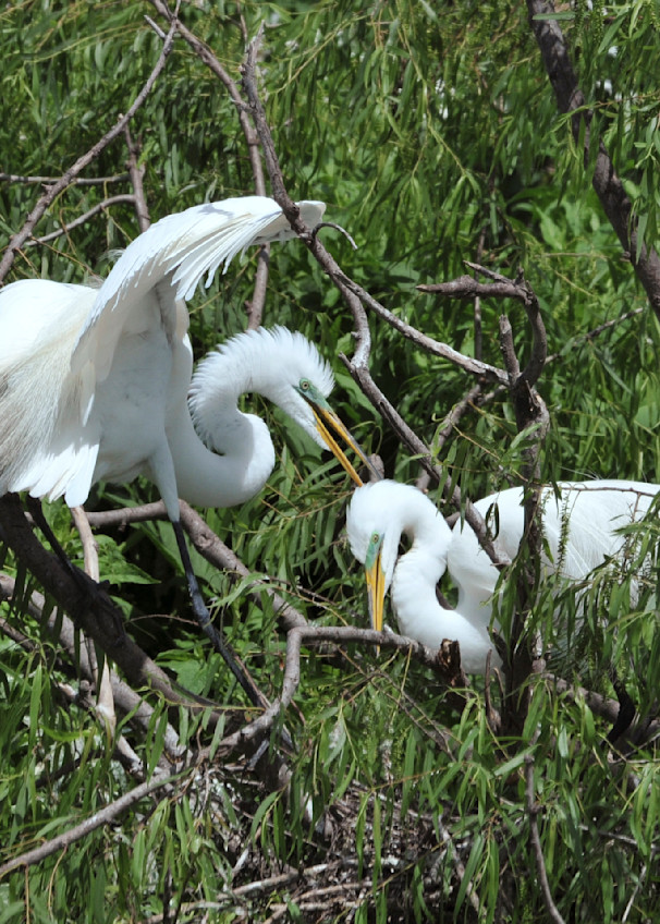 Great Egrets With Mating Plumage Ruth Burke Art Photography Art | Ruth Burke Art