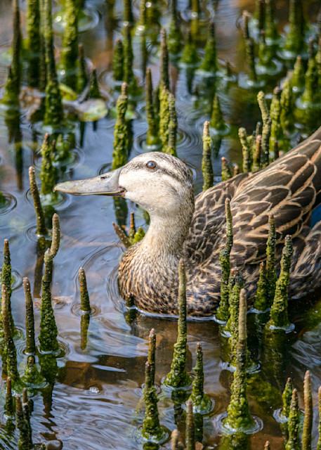 Female Mottled Duck With A Smile For The Camera Photography Art | Ruth Burke Art