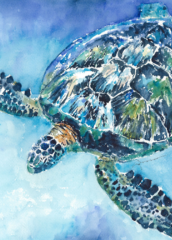 Sea Turtle 21 Watercolor Print | Claudia Hafner Watercolor