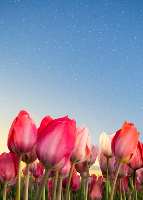Twinkling Tulips Photography Art | Call of the Mountains Photography