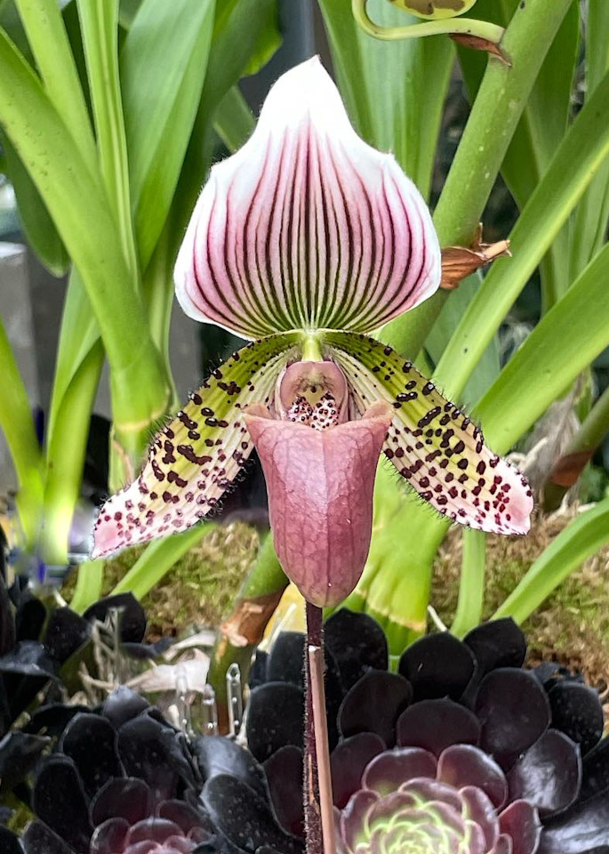 Rare Orchid