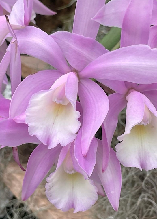 Orchid Medley 