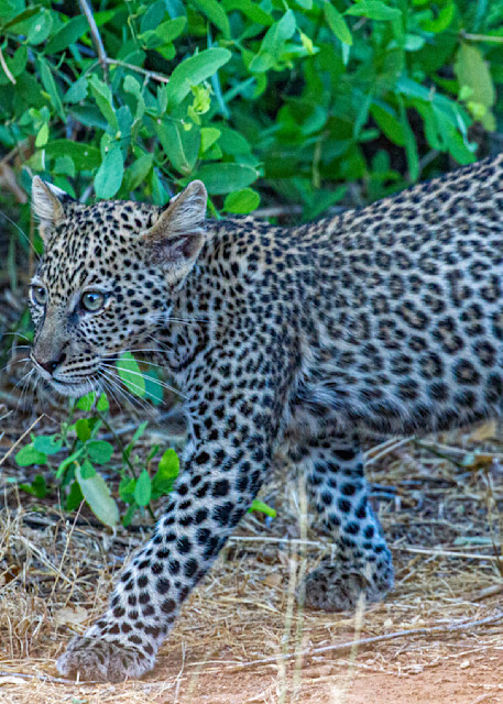 Leopard Cub Photography Art | waynesimpson
