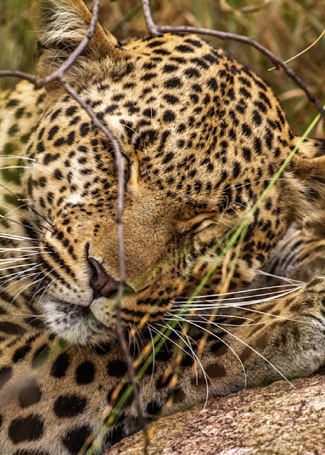 Leopard Photography Art | waynesimpson