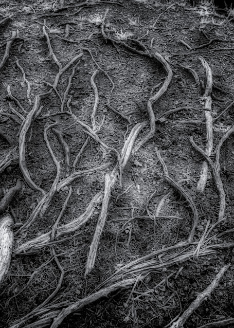 Roots - Dream World Images photography prints