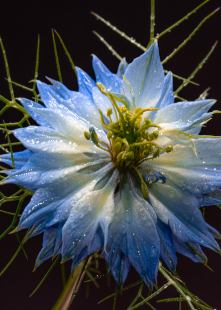 Blue Flower Recovered Photography Art | Photoeye Inc