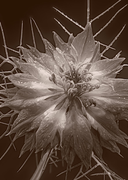 Blue Flower Sepia Studio Photography Art | Photoeye Inc