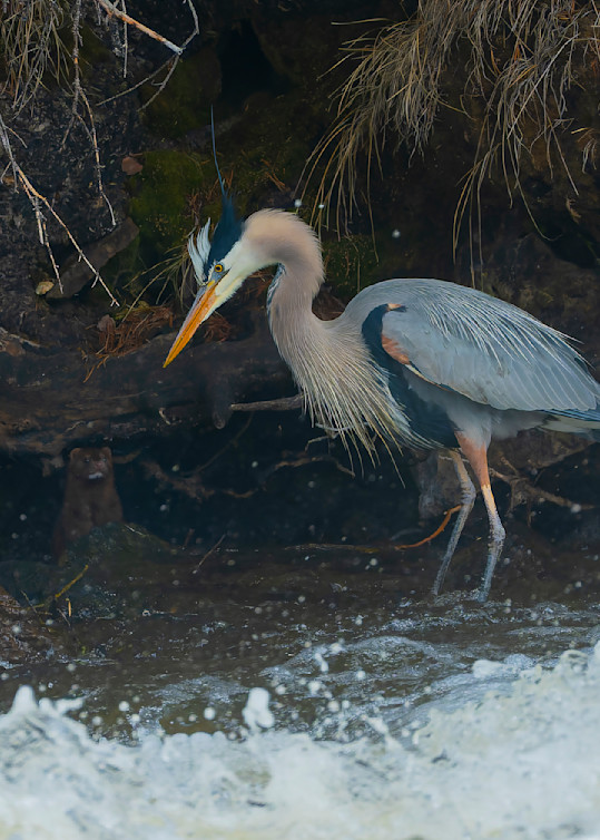 Great Blue Heron Having A Word With A Mink. Le Hardy Rapids, Yellowstone National Park.  Photography Art | John Winnie Jr. Photography