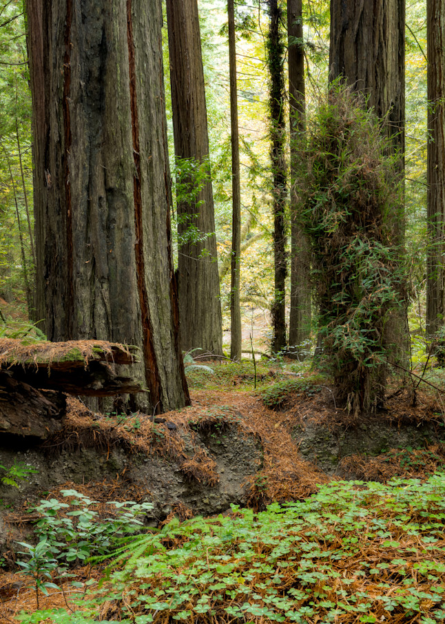 Humboldt Redwoods Morning