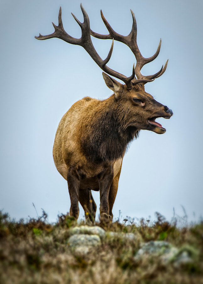 Bull Tule Elk Art | Dennis Ariza Photography