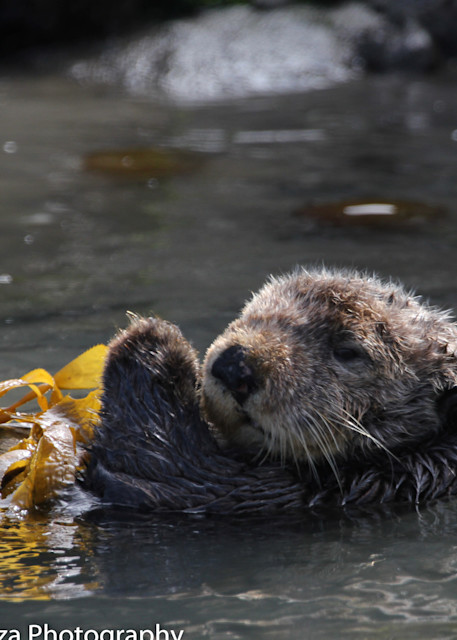 Otter 3 Art | Dennis Ariza Photography